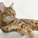 fyeahbengalcats avatar