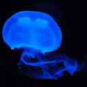 fyeahcnidaria-blog avatar