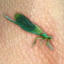 fyeahdermadragonfly avatar