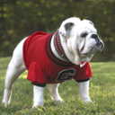 fyeahenglishbulldogs avatar