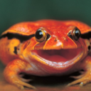 fyeahfrogs avatar