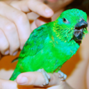 fyeahparrots avatar