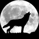 fyeahwolves avatar