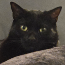 fyre-tamer-extreme avatar