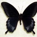 g0thicbutterfly avatar