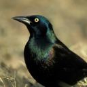 gabbi-the-grackle avatar