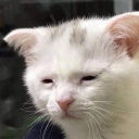 gabbythegaysquid avatar