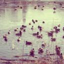 gabrielleavril avatar