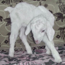 gahyeonsworld avatar