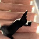 gaiteirocarente avatar