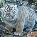 galactic-frogma avatar