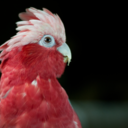 galah avatar