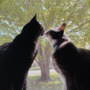 galaxy-hates-mee avatar