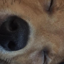 galaxy-in-wonderland avatar