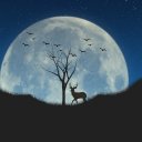 galaxy-lovers avatar