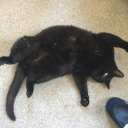 galaxybearcat avatar