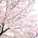 galaxydreamer11-blog avatar