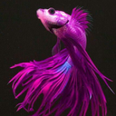 galaxygoldfishes avatar