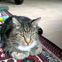 galaxykittensblog avatar