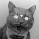 gallant-night avatar