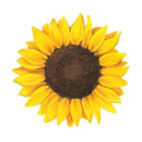 gallifreyfrey avatar