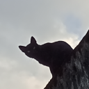 gallows-n-sht avatar