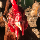 gallusgallus-101 avatar