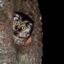 gameofkaamelott avatar