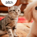 gamercats-fight avatar