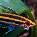 gamergourami avatar