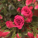 gamilironfist avatar