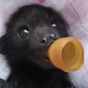 gaming-garbage117 avatar