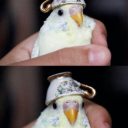 ganderslander avatar