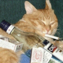 ganggangganggangbitch avatar