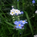 garasu-no-haato avatar