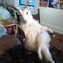 garbagefangirl avatar