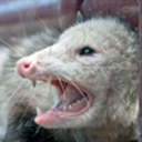 garbagepossum avatar