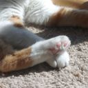 garbageshepherd avatar