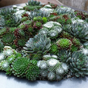 garden-greens avatar