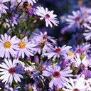 garden-of-cosmos avatar