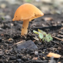 garden-spider avatar