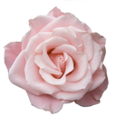 garden-thoughts avatar