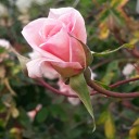 garden-variety-skeleton avatar