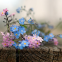 gardenbliss-blog avatar