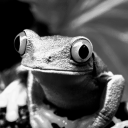 gardenfrogangst avatar