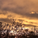 gardenhedge19 avatar