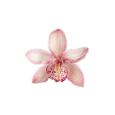 gardeniatiled avatar