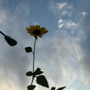 gardening-with-intent-to-kill avatar