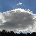 gardenmushr00m avatar