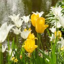 gardenofafterthoughts avatar